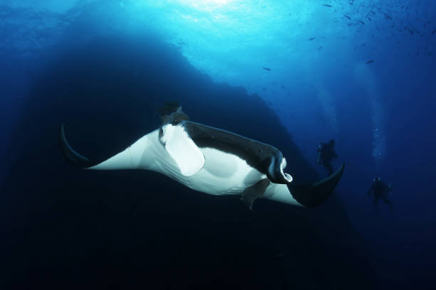 istock Manta ray diving Underwater Galapagos islands Pacific Ocean 878346084