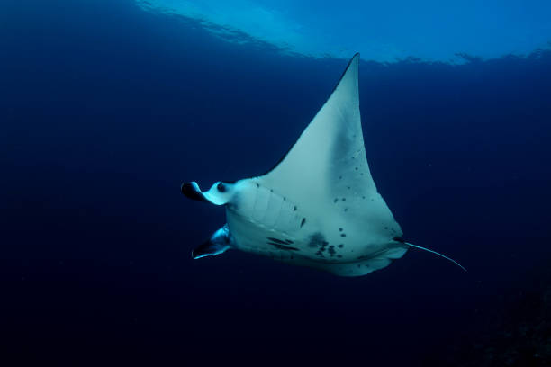 istock Manta ray diving Underwater Galapagos islands Pacific Ocean 878346106
