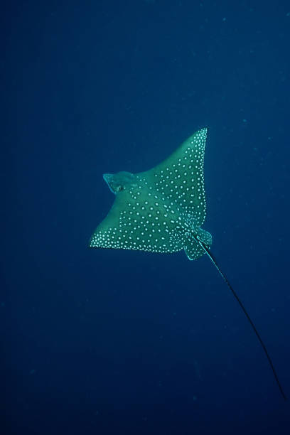 istock Manta ray diving Underwater Galapagos islands Pacific Ocean 878346110