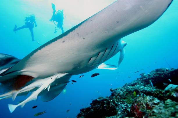 istock Manta ray diving Underwater Galapagos islands Pacific Ocean 878346136