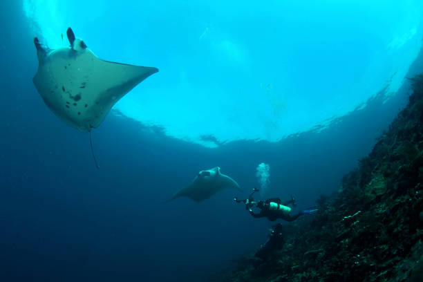 istock Manta ray diving Underwater Galapagos islands Pacific Ocean 878346142