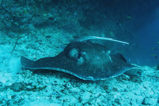 istock Manta ray diving Underwater Galapagos islands Pacific Ocean 878346146