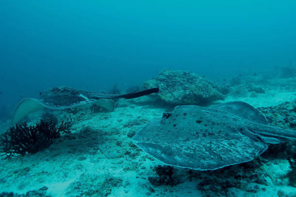 istock Manta ray diving Underwater Galapagos islands Pacific Ocean 878346298