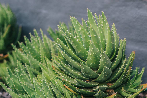 istock Succulent plant in natural sun light on blurred background 878346442
