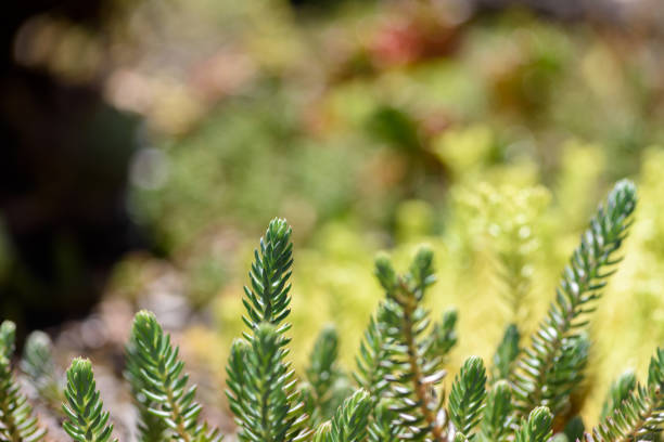 Succulent plant in natural sun light on blurred background