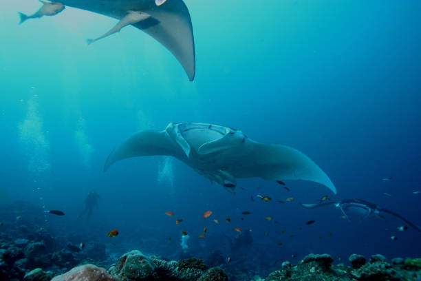 istock Manta ray diving Underwater Galapagos islands Pacific Ocean 878346678