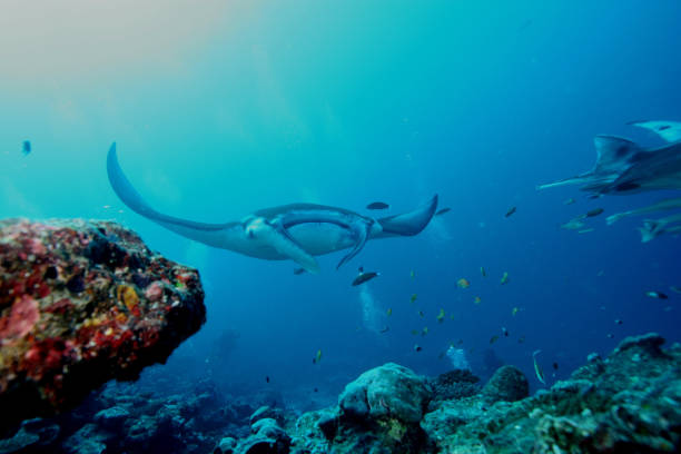 istock Manta ray diving Underwater Galapagos islands Pacific Ocean 878346794