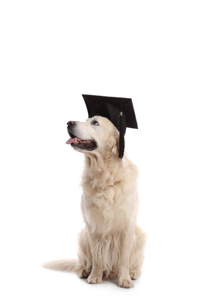 labrador retriever hund mit abitur hut - dog graduation hat school stock-fotos und bilder