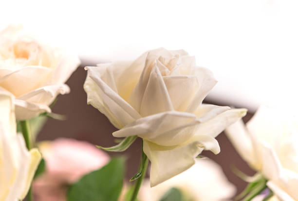 istock Beautiful roses background Bouquet roses in various colors 878350762