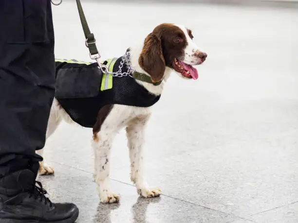 Springer explosive detection dog with chains in subway,  working dog, bomb-sniffing dog.