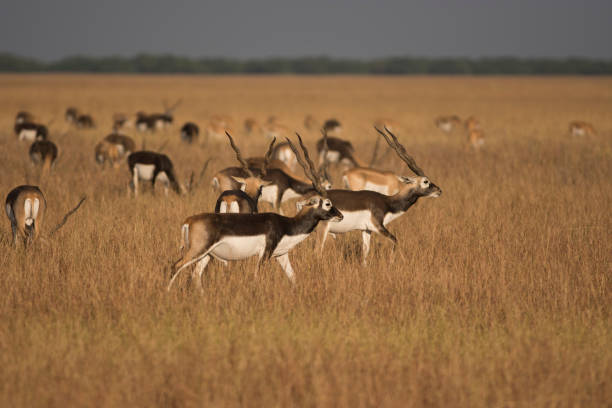 hirschziegenantilope - hirschziegenantilope stock-fotos und bilder