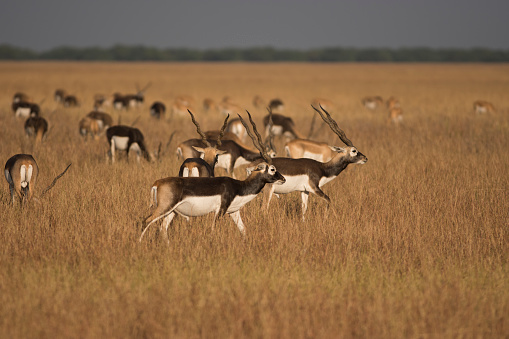 Blackbucks are a variety of Antelope found in the Indian sub-continent. In Hindi language, it is also known as 'Krishna-Mrug'.