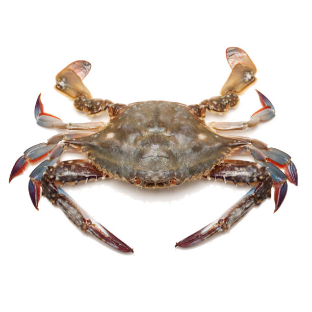 istock Sea Crab isolated on the white background 878377572