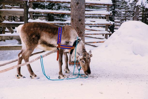 istock Reindeer in a winter forest in Lapland. Finland 878377634