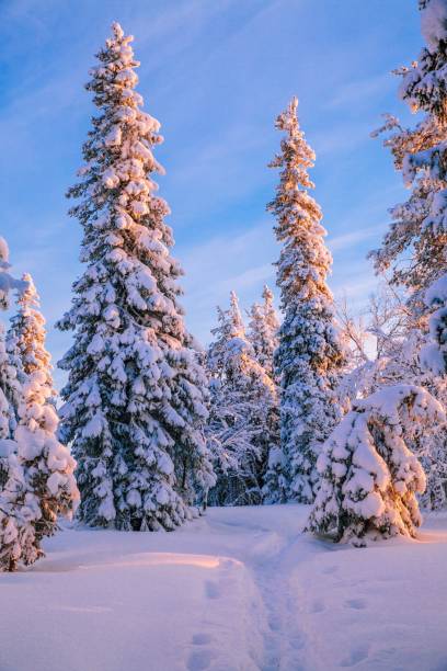 istock Trees covered with hoarfrost and snow in winter mountains 878378190