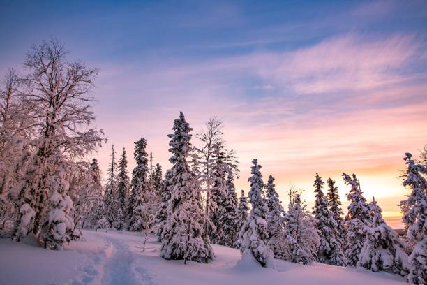 istock Trees covered with hoarfrost and snow in winter mountains 878378660