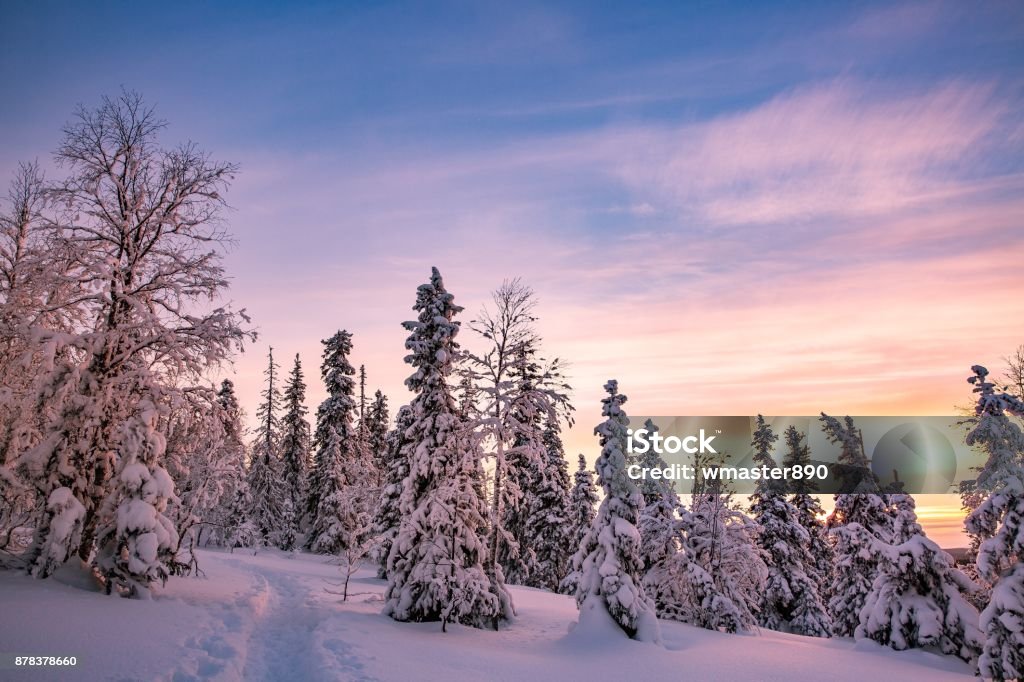 Trees covered with hoarfrost and snow in winter mountains Forest covered with hoarfrost and snow in winter mountains - Sunset in Lapland Backgrounds Stock Photo