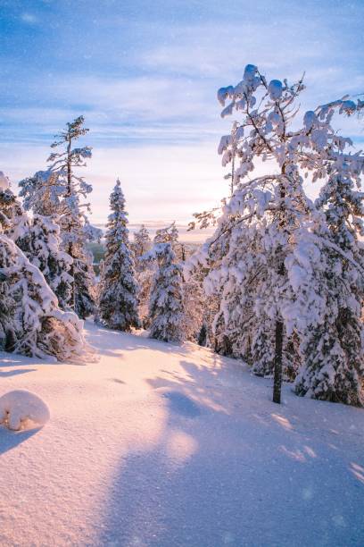 istock Trees covered with hoarfrost and snow in winter mountains 878378908