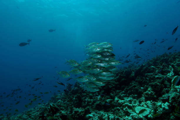 istock coral life caribbean sea underwater 878379004
