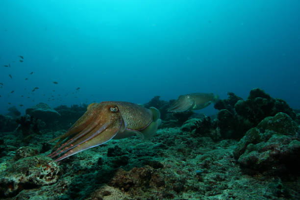 istock coral life caribbean sea underwater 878379076