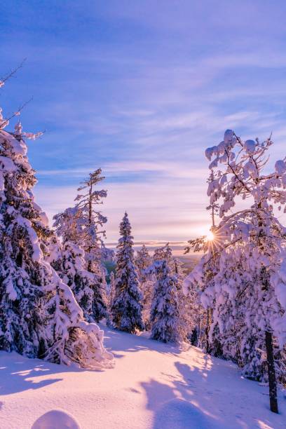 istock Trees covered with hoarfrost and snow in winter mountains 878379244