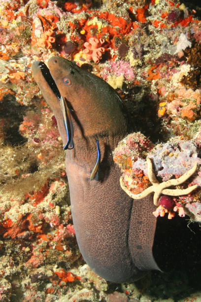istock coral life caribbean sea underwater 878379326