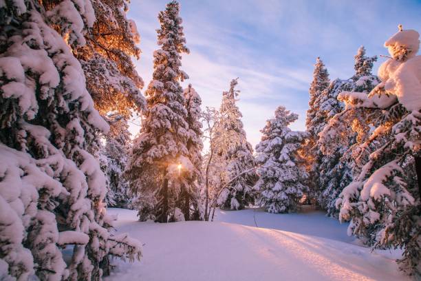 trees covered with hoarfrost and snow in winter mountains - christmas winter sunset snow imagens e fotografias de stock