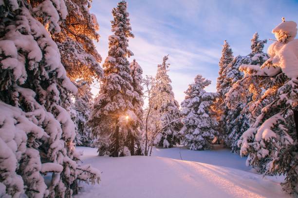деревья, покрытые мерзлотой и снегом в зимних горах - christmas winter sunset snow стоковые фото и изображения