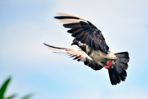 istock Pigeon fly on the blue sky 878382366
