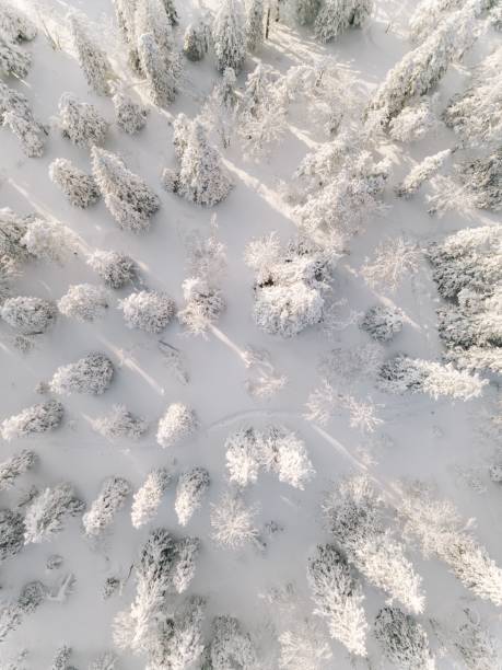 冷ややかな木々のある冬の森、空中写真。ラップランド(フィンランド) - park tree sky landscape ストックフォトと画像