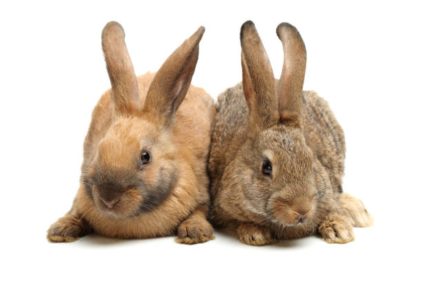 istock Group of bunnies   isolated on the white background 878384112