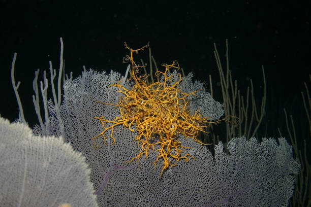 istock coral life caribbean sea underwater 878384146