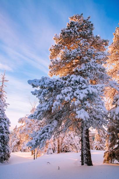 istock Trees covered with hoarfrost and snow in winter mountains 878384208