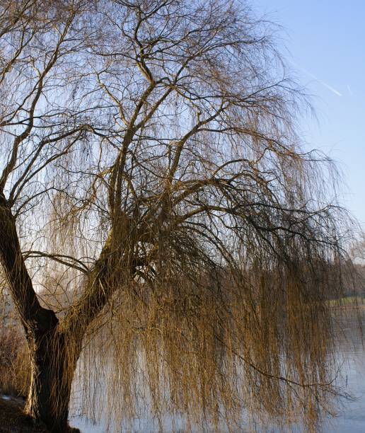 istock Aasee, Aa-Lake in Muenster 878384468