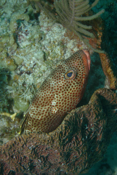 istock coral life caribbean sea underwater 878384482