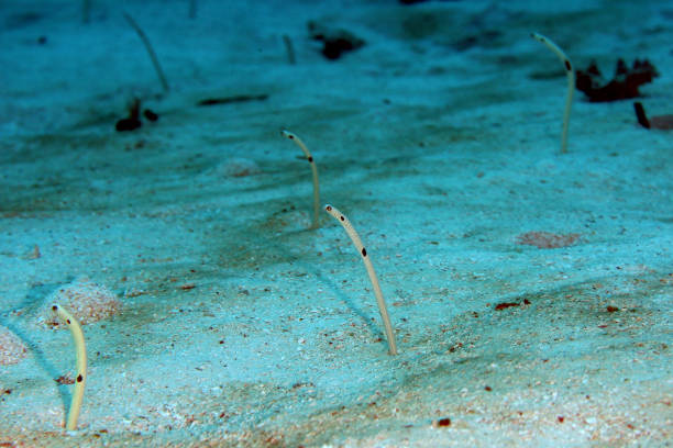 istock coral life caribbean sea underwater 878385682