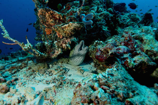 istock coral life caribbean sea underwater 878385734
