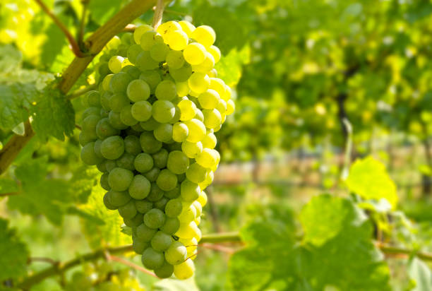 istock Wine grapes in the famous Wachau (Spitz), Lower Austria 878387028