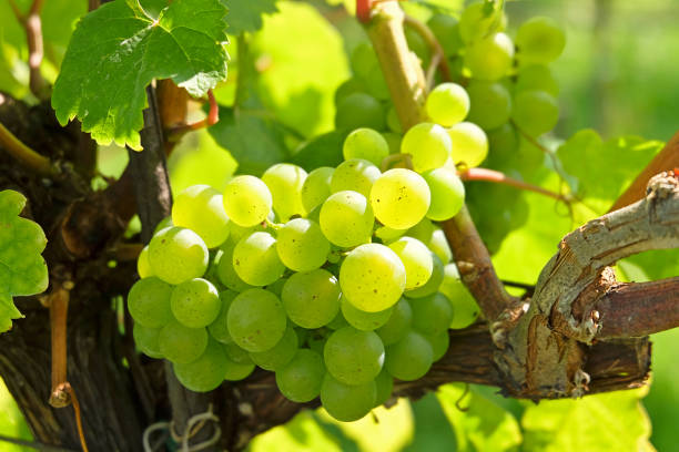 istock Wine grapes in the famous Wachau (Spitz), Lower Austria 878387064