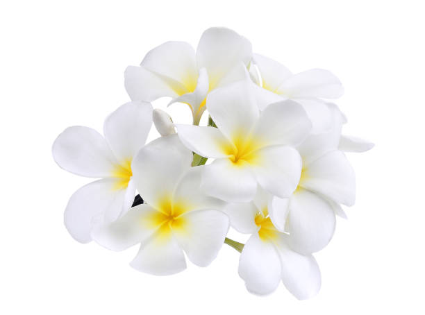 istock white frangipani (plumeria) flower isolated on white background 878389578