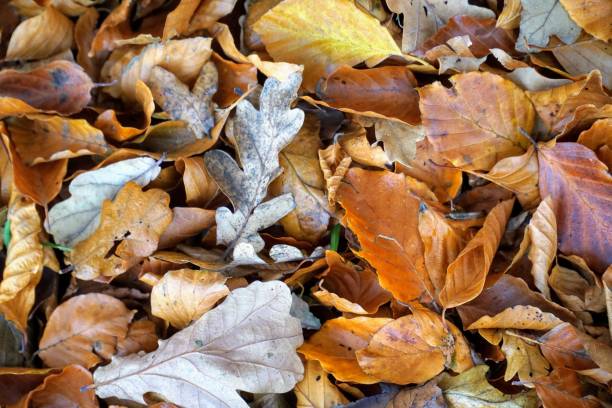 istock Autumn leaves on the ground 878389590