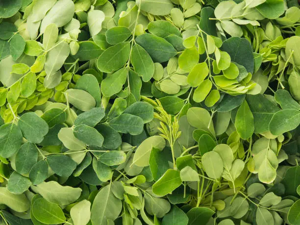 High resolution image of fresh green organic moringa leaves on white background shot in studio