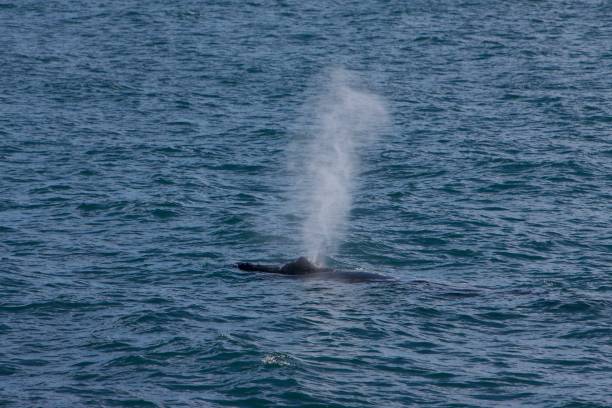 istock Iceland whale breath 878396294