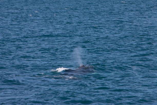 istock Iceland whale breath 878396348