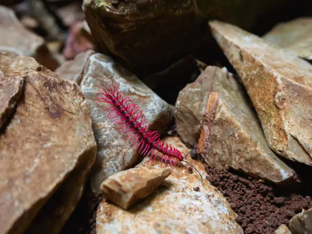 Shocking pink millipede found at Uthai Thani,thailand.