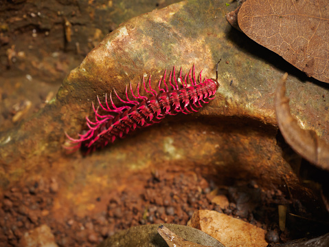 Shocking pink millipede found at Uthai Thani,Thailand.