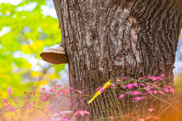 istock Old fungus on a sycamore tree with pink bush 878405948