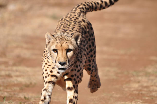 istock Running cheetah, exercising with a lure 878409336