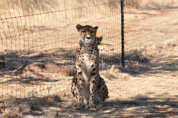 istock cheetah sitting in a catlike manner 878409494