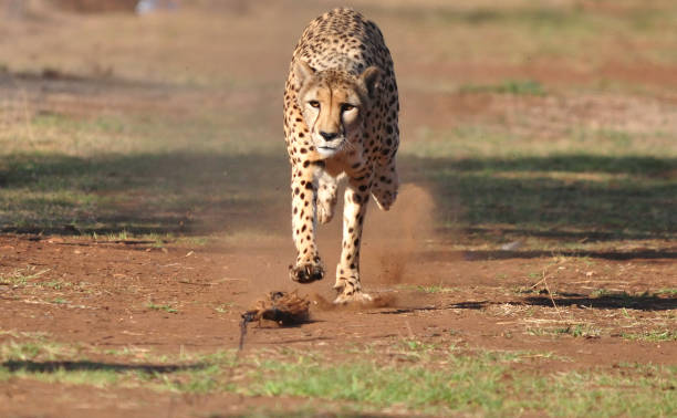 istock Running cheetah, exercising with a lure 878410290